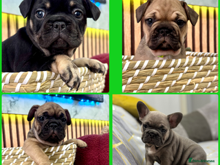 French Bulldog dogs - Advert 3