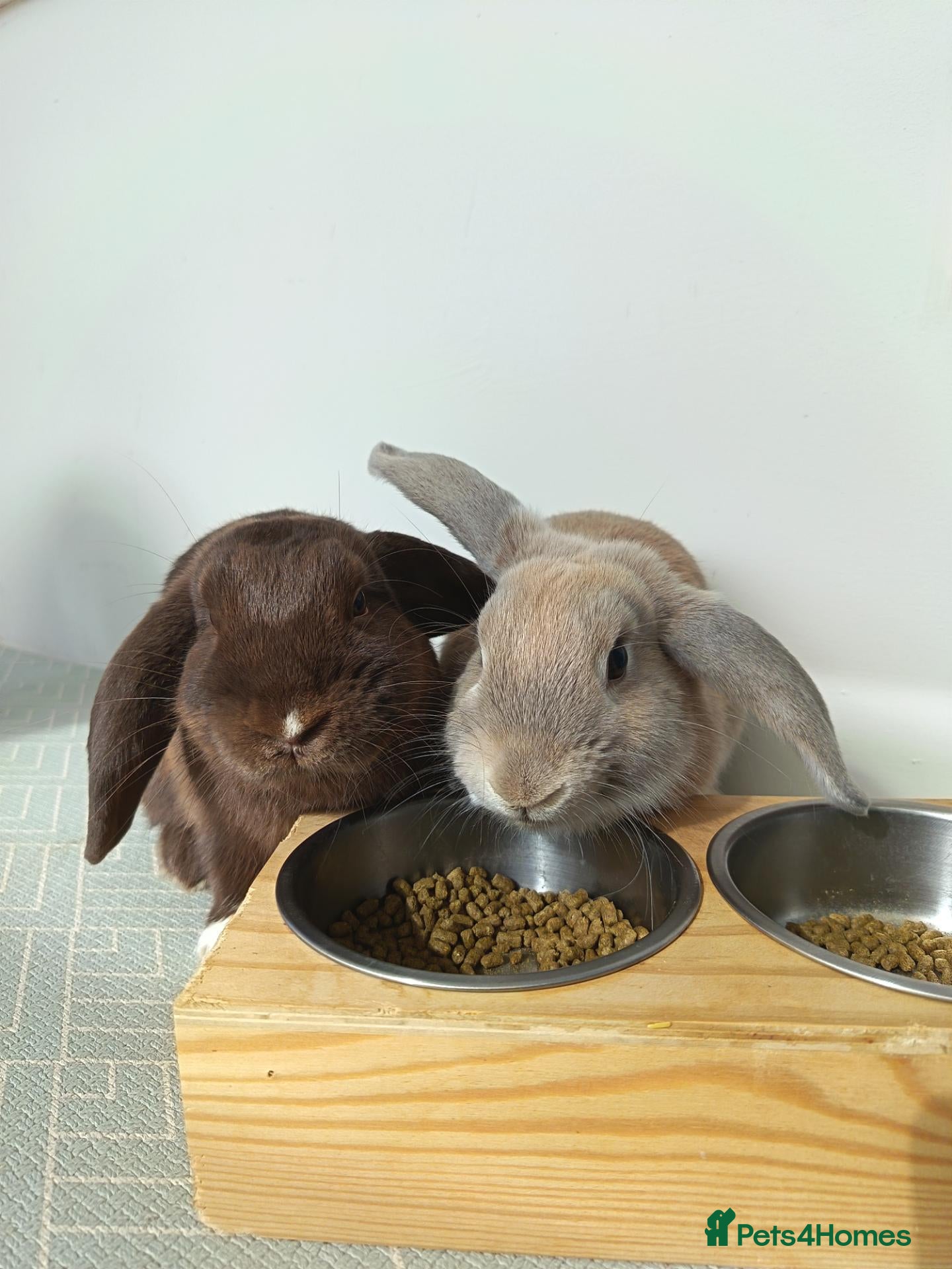 Mini Lop rabbits Two Gorgeous mini lop brothers for rehoming - Advert 1