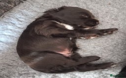 Sprocker dogs for sale: Sprocker puppies ready for new adventures! - Image 10