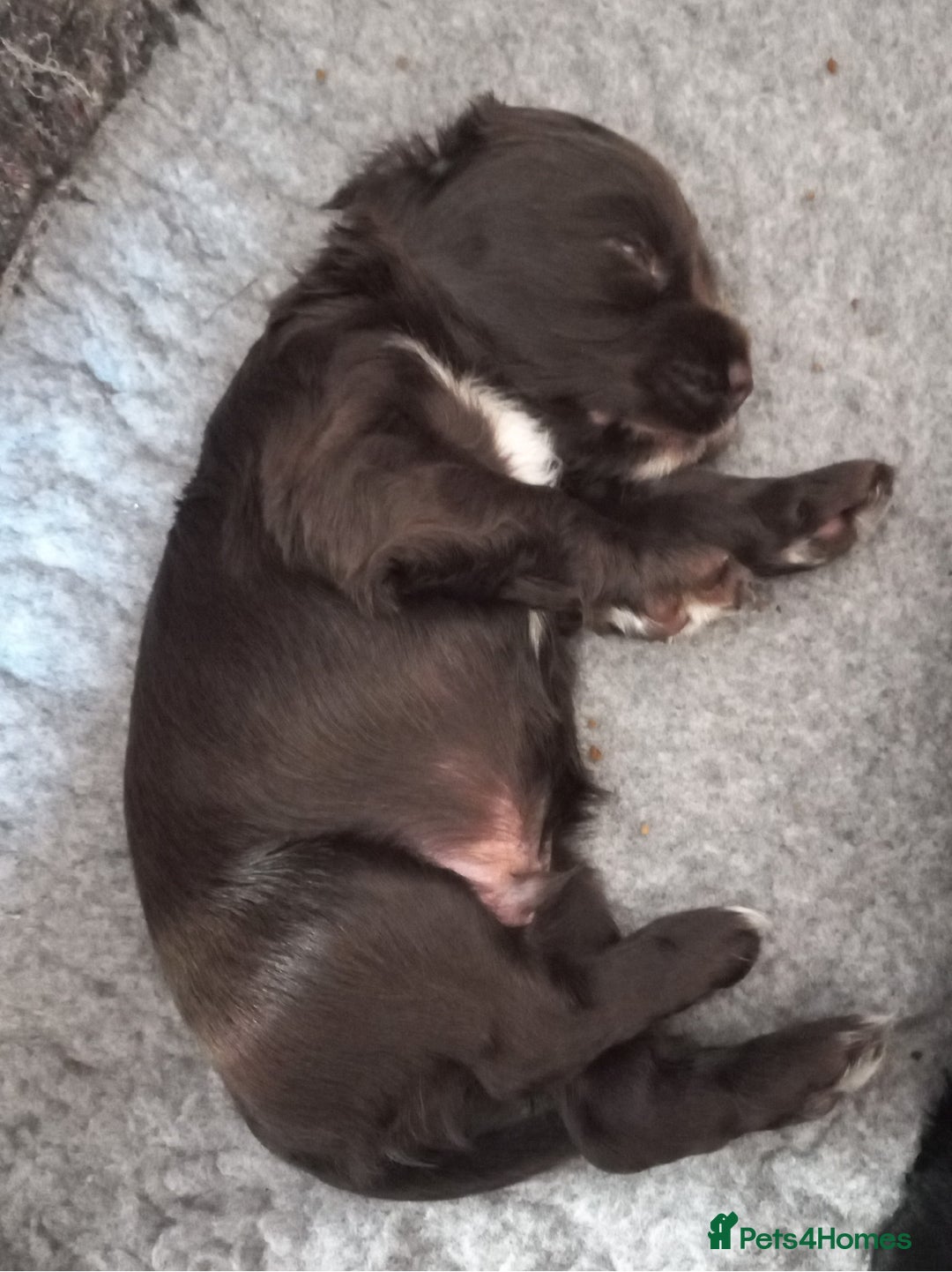 Sprocker dogs for sale: Sprocker puppies ready for new adventures! - Image 10