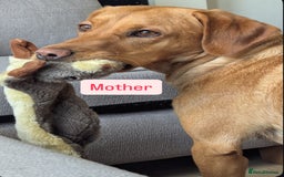 Labrador Retriever dogs for sale: Beautiful Labrador Puppies - Image 6