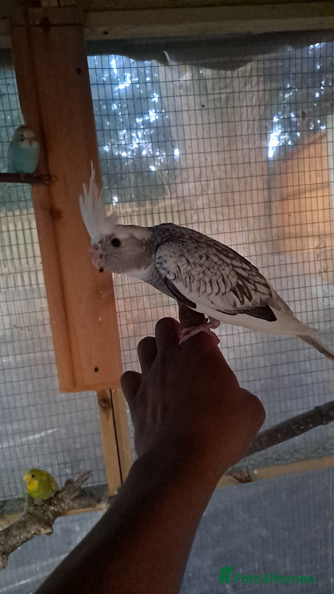 Cockatiels birds for sale: Hand tamed baby cockatiels for sale  - Image 3