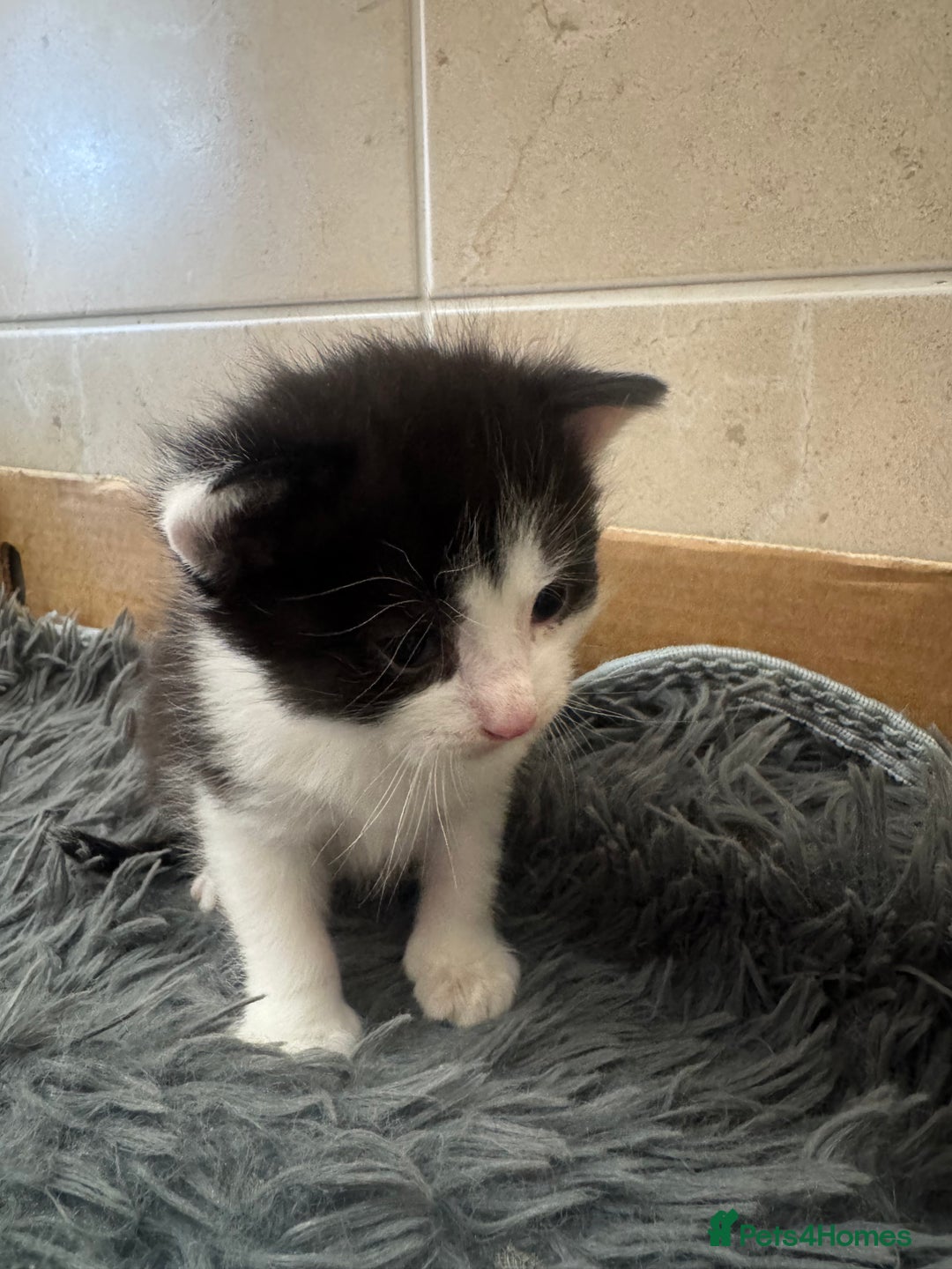 Mixed Breed cats for sale: 3 beautiful kittens  - Image 13