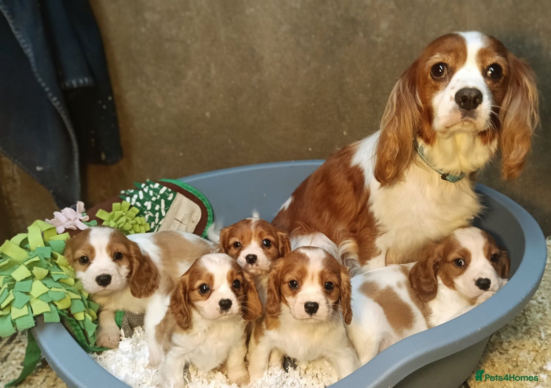 Cavalier King Charles Spaniel dogs for sale: Gorgeous litter of Cavalier King Charles Spaniels - Image 2