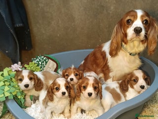Cavalier King Charles Spaniel dogs - Advert 3
