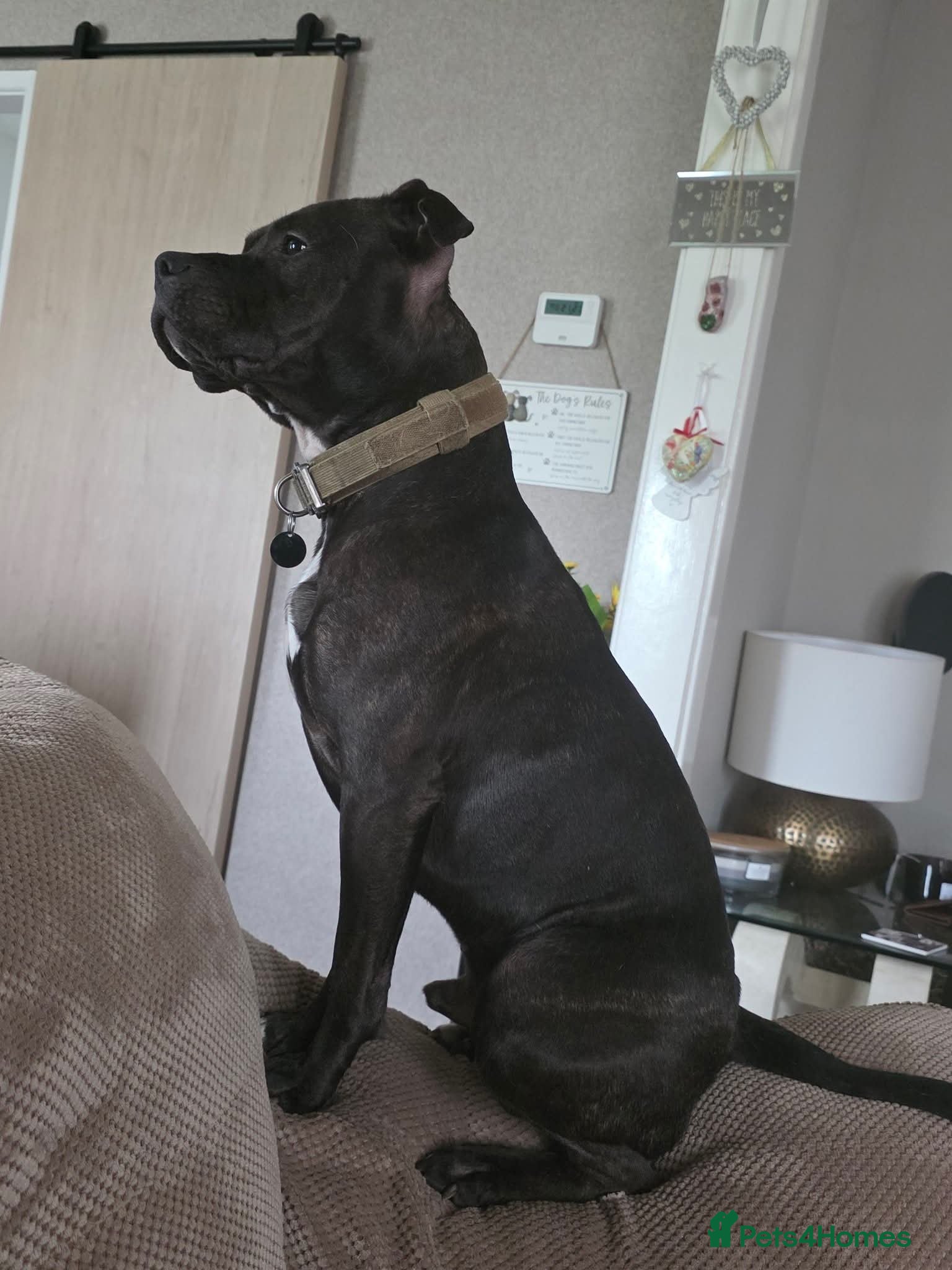 Mixed Breed dogs Big stocky staffie - Advert 7