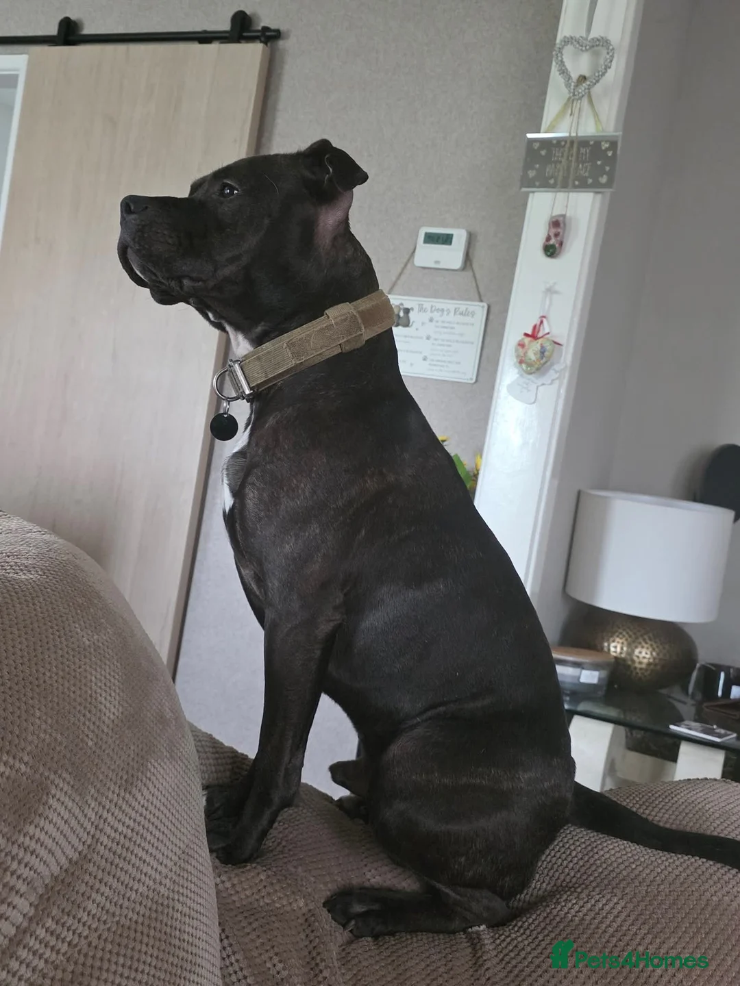 Mixed Breed dogs for sale: Big stocky staffie in Darlington - Advert 1