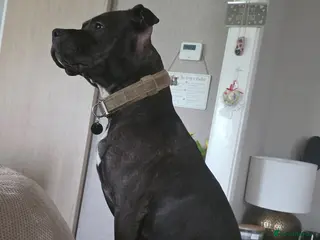 Mixed Breed dogs Staffie - Advert 13