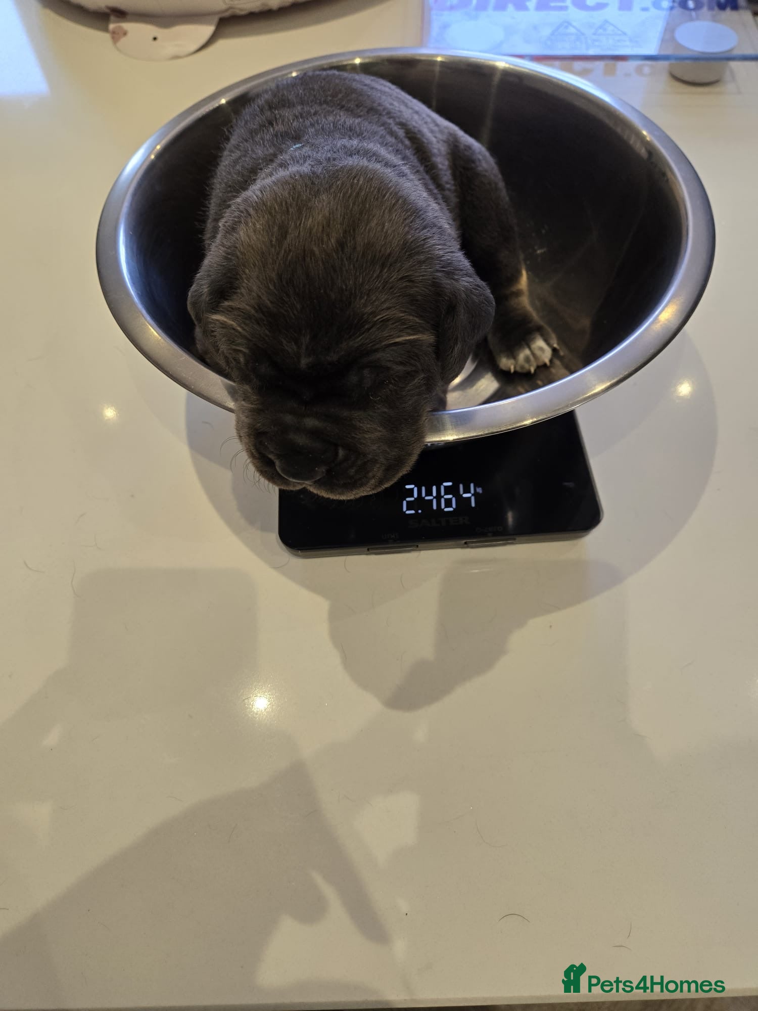 Cane Corso dogs for sale: Cane corso puppies  - Advert 7