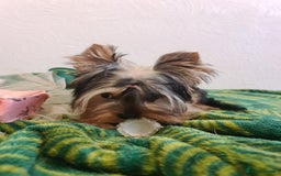 Yorkshire Terrier dogs for sale: Last female Yorkshire Terrier puppy left - Image 5
