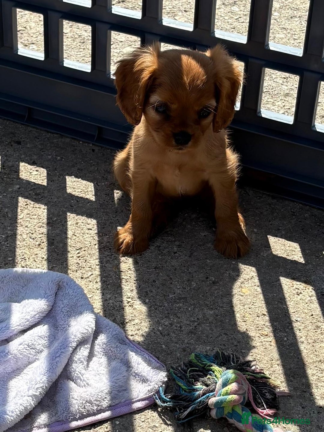 Cockalier dogs for sale: Gorgeous Cockalier Puppies… - Image 25