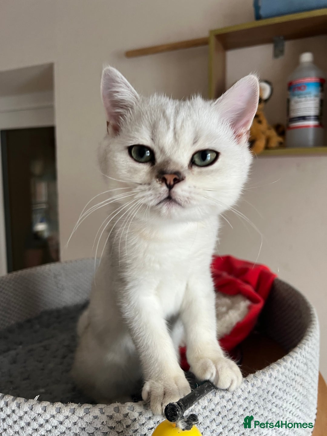 Scottish Fold cats for sale: Scottish Kittens – Fold & Straight – Ready Now - Image 8
