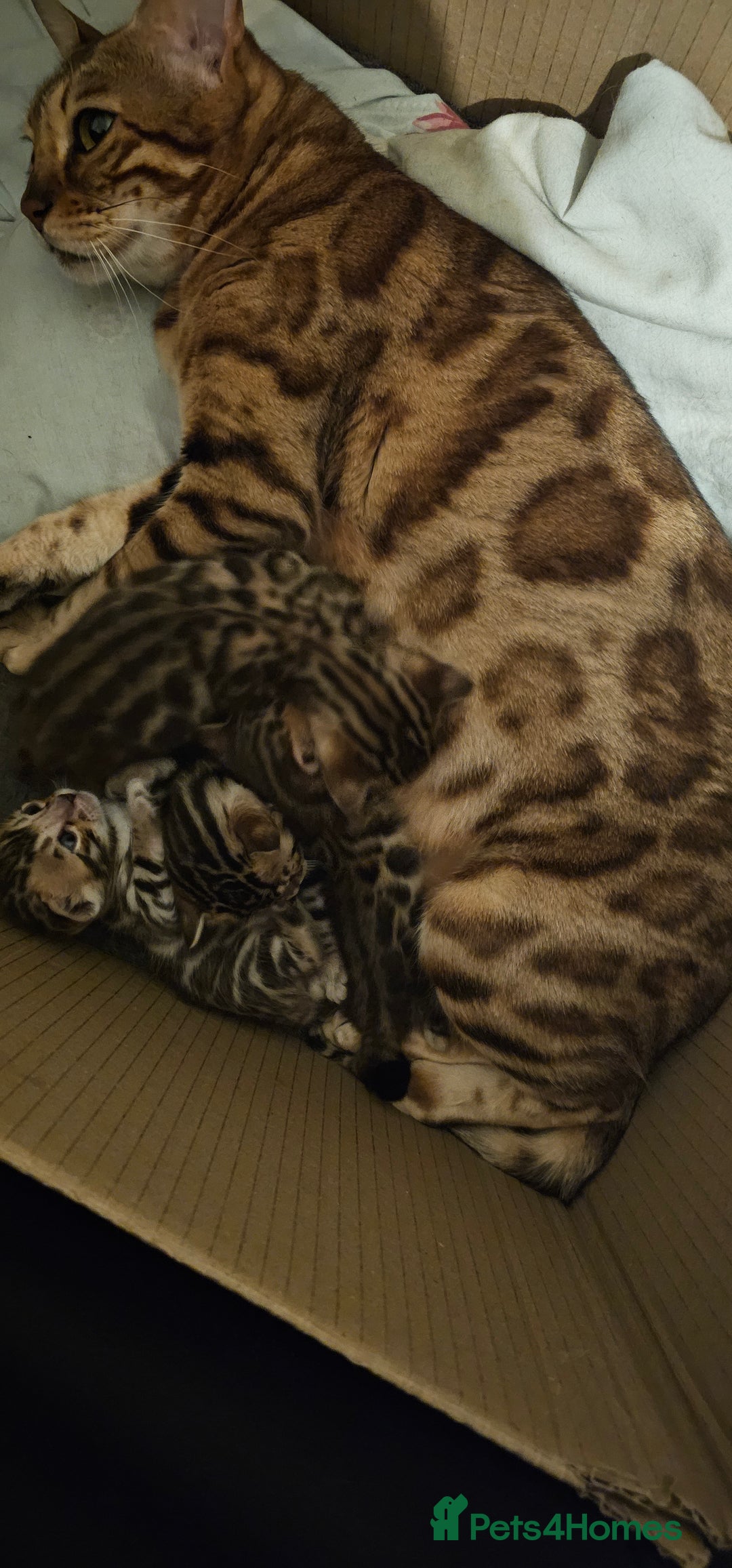 Bengal cats for sale: bengal  - Advert 9