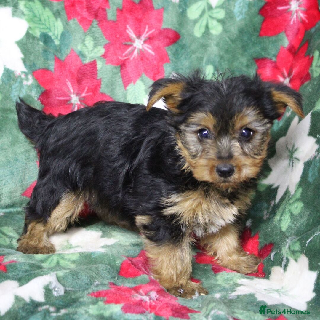 Yorkshire Terrier dogs loving and affectionate Yorkshire terrier boy - Advert 7