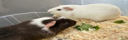 Guinea Pig rodents for sale: Guinea pigs in need of new homes!  - Advert 6