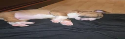 Miniature Bull terrier dogs for sale: Fawn and White MBT Boy - Advert 4