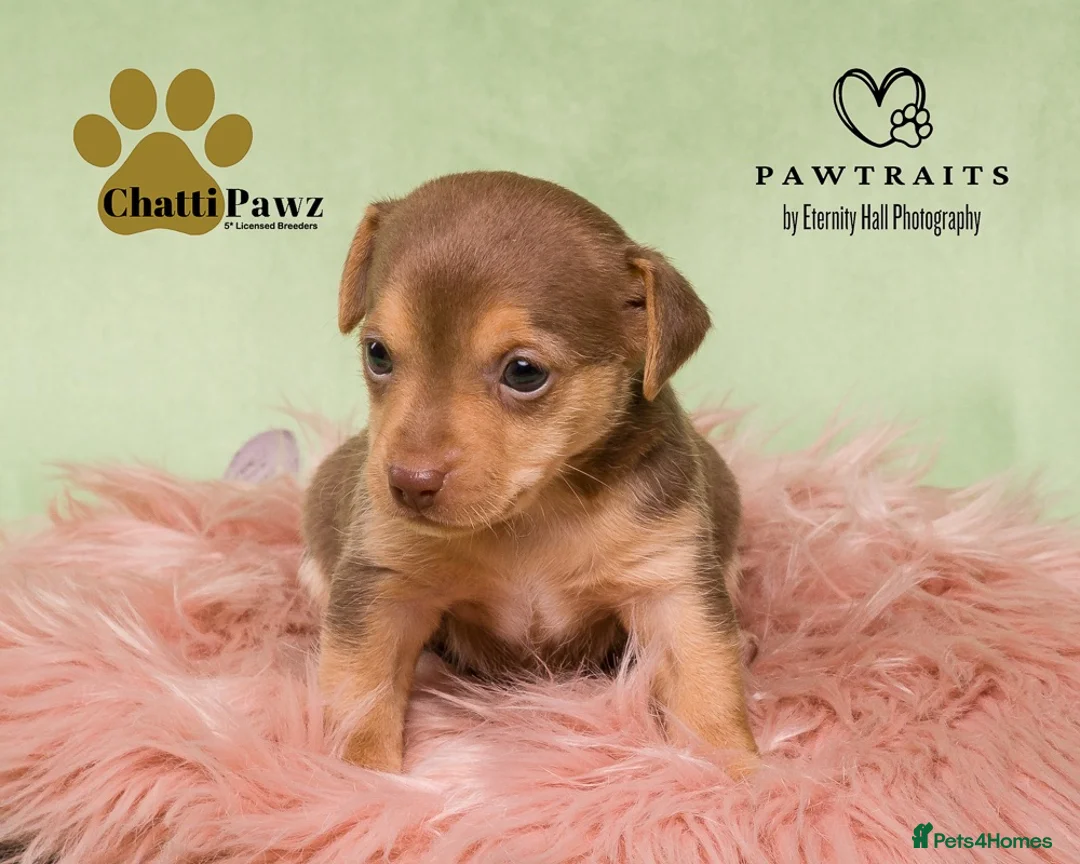 Jack Russell dogs for sale: Mini Jack Russell pups  in Chatteris - Advert 12
