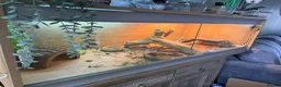 Bearded Dragon reptiles for sale: Bearded Dragon with full 4ft vivarium set up in Chesterfield - Advert 4