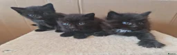 Mixed Breed cats for sale: 3 black kittens for sale - Advert 2