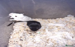 Gerbil rodents for sale: Super friendly gerbils from hobby breeder  - Image 30