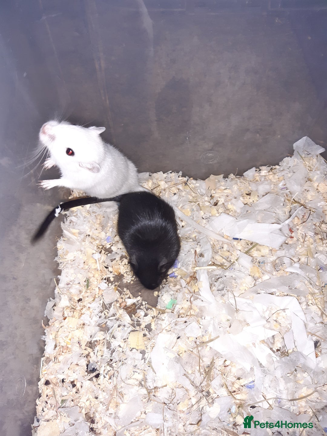 Gerbil rodents for sale: Super friendly gerbils from hobby breeder  - Image 30
