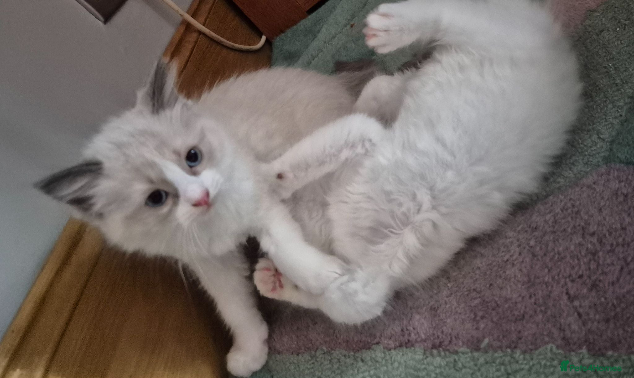 Ragdoll cats Beautiful Bi-Colour Ragdoll's - Advert 2