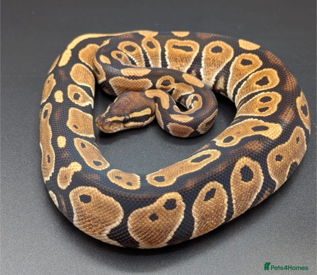 Python Snake reptiles for sale: Range of Royal Pythons - Advert 12