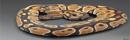 Python Snake reptiles for sale: Range of Royal Pythons - Advert 11