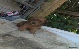 Doxiepoo dogs for sale: Doxiepoos - Image 10