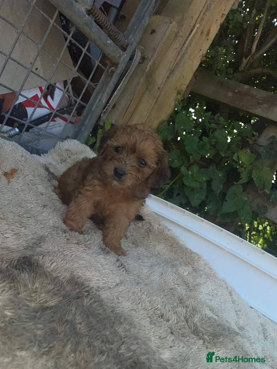 Doxiepoo dogs for sale: Doxiepoos - Image 10
