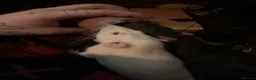 Rat rodents for sale: good home needed - Advert 4
