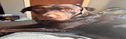 Labrador Retriever dogs for sale: Labrador puppies!  in Doncaster - Advert 2