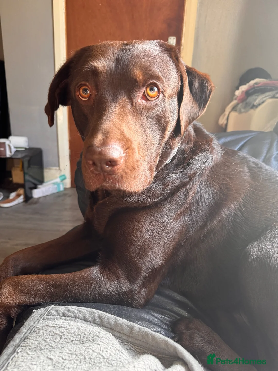 Labrador Retriever dogs for sale: Labrador puppies!  in Doncaster - Advert 2