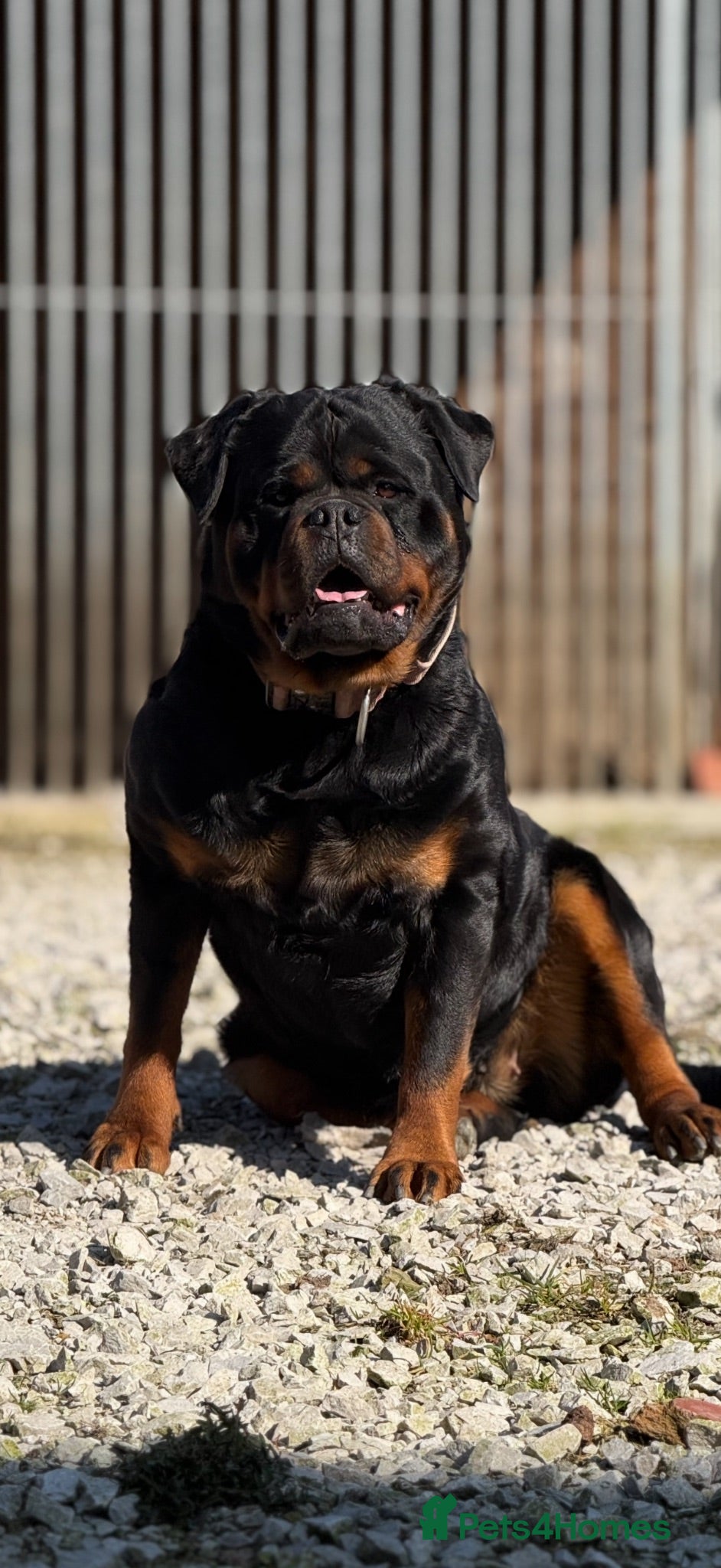 Rottweiler dogs Stunning female Rottweiler  - Advert 17