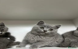 British Shorthair cats for sale: Baby British short hair  - Image 1