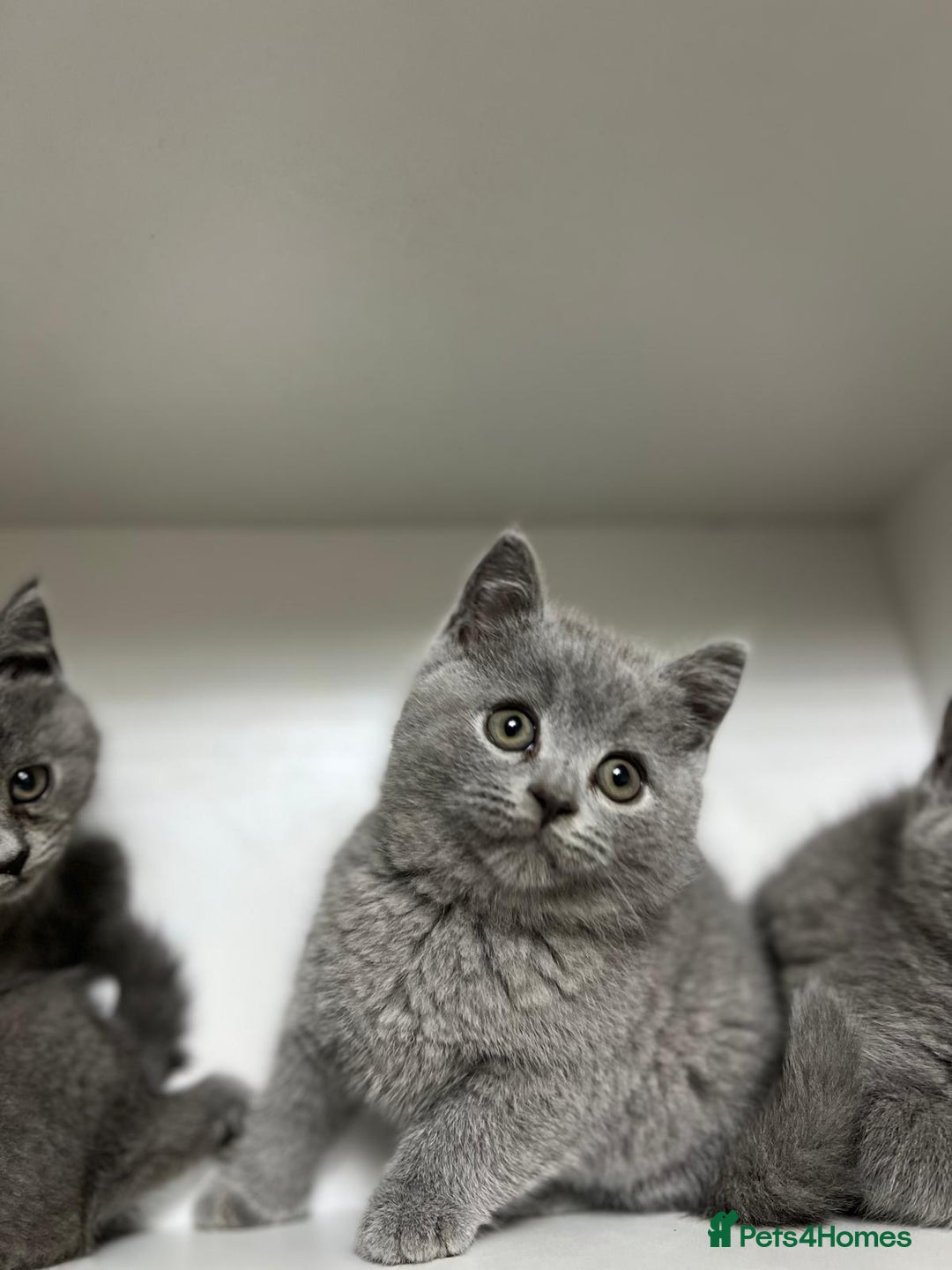 British Shorthair cats for sale: Baby British short hair  - Image 1