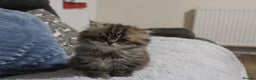Persian cats for sale: Two Exquisite Persian Chinchilla Doll Face Kittens - Advert 8