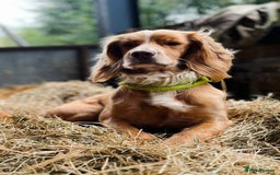 Cocker Spaniel dogs for sale: Stunning golden cocker spaniel puppies  - Image 9