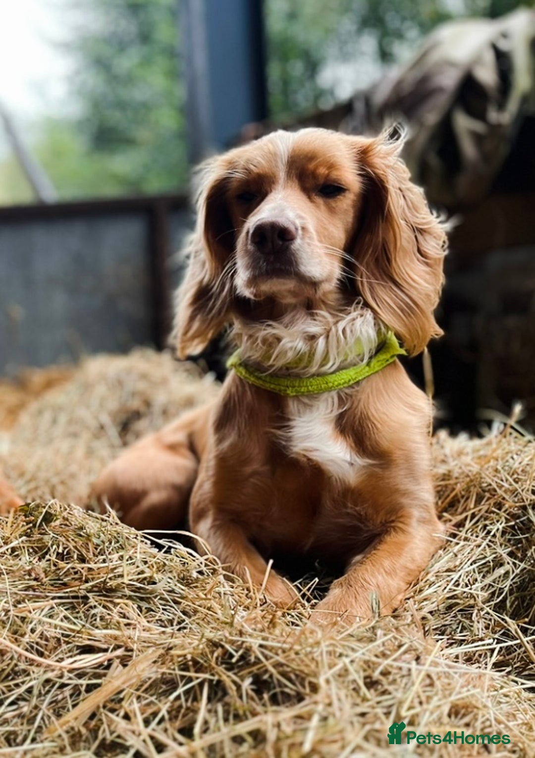 Cocker Spaniel dogs for sale: Stunning golden cocker spaniel puppies  - Image 9