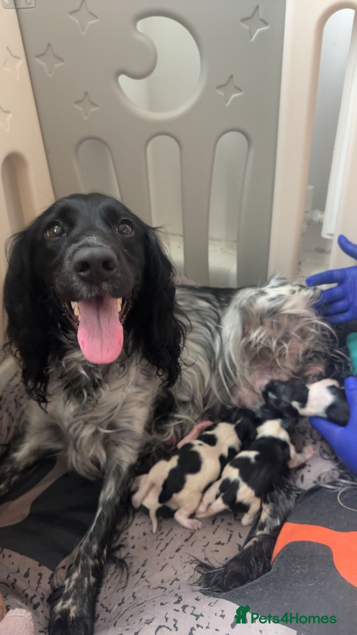 English Springer Spaniel dogs 9 week female springer spaniel pup - Advert 3