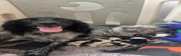 English Springer Spaniel dogs for sale: 9 week female springer spaniel pup in Wakefield - Advert 1