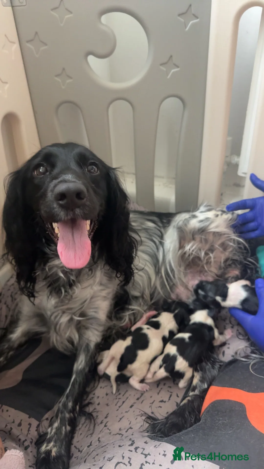 English Springer Spaniel dogs for sale: 9 week female springer spaniel pup in Wakefield - Advert 1