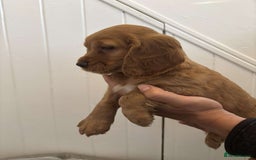 Cocker Spaniel dogs for sale: Fully Show type kc parents DNA tested all clear  - Image 16