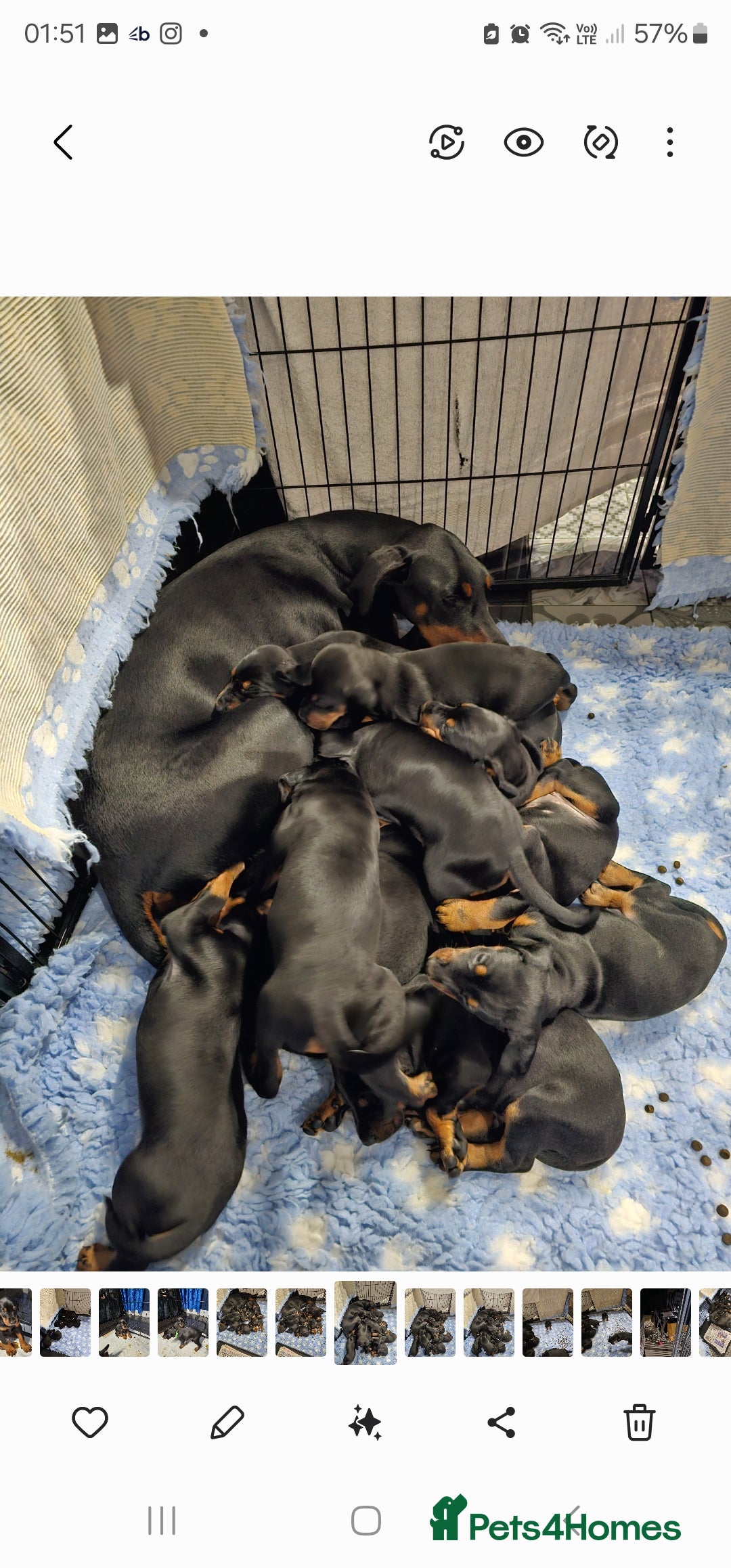 Dobermann dogs for sale: Male dobermann - Image 1