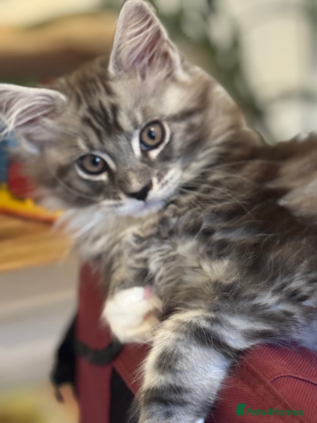 Maine Coon cats for sale: Stunning Maine Coon boy registered with GCCF - Image 5