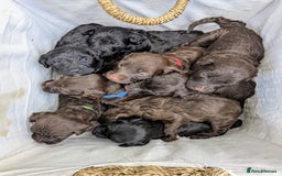 Portuguese Water Dog dogs for sale: Portuguese Water Dog puppies for sale in Oakham - Image 12
