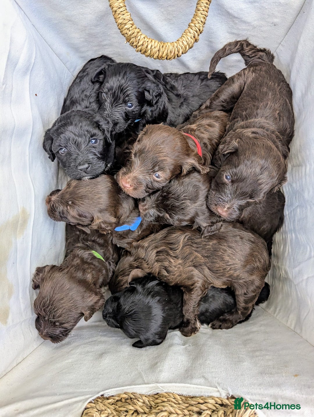 Portuguese Water Dog dogs for sale: Portuguese Water Dog puppies for sale in Oakham - Image 12