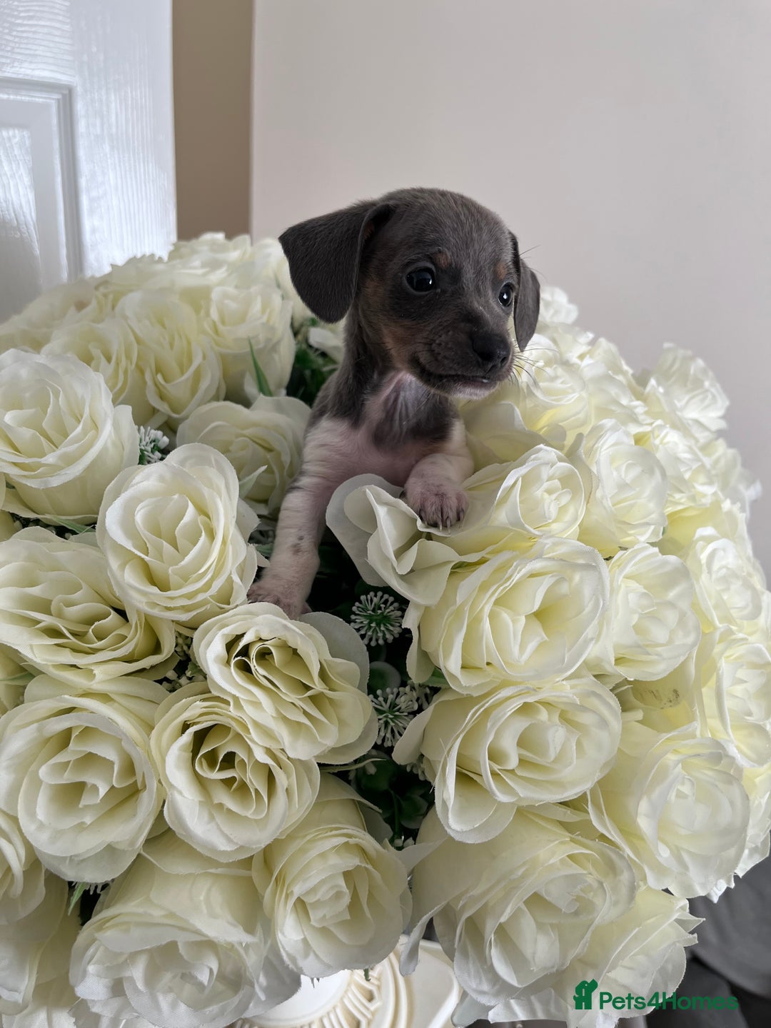 Miniature Dachshund dogs for sale: Micro mini dachshund  - Image 7