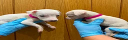 Whippet dogs for sale: STUNNING BLUE KC WHIPPETS in Houghton le Spring - Advert 13