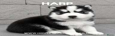 Harp